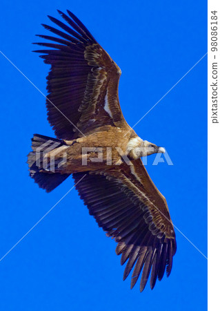 Griffon Vulture, Hoces de Rio Duraton Natural Park, Spain 98086184