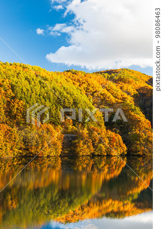 Minowa Dam with yellow colored leaves 98086463