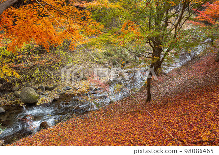 A carpet of fallen autumn leaves and a river 98086465