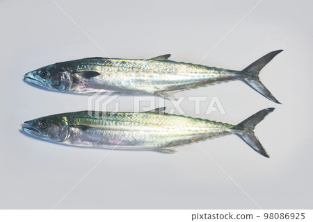 Winter sagoshi (Japanese mackerel) Winter sagoshi (Japanese mackerel) 98086925