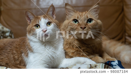 兩隻貓放鬆 98087184