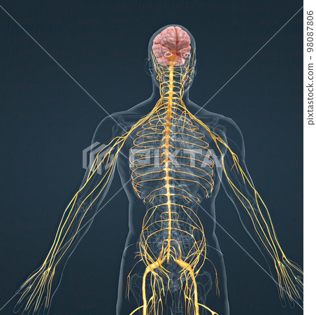 The nervous system is a network of nerves and cells that carry messages from the brain and spinal cord to the body. The nervous system is a network of nerves and cells that carry messages from the brain and spinal cord to the body. 98087806