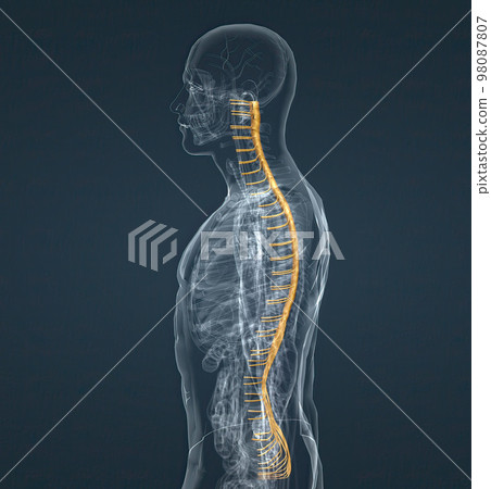 The nervous system is a network of nerves and cells that carry messages from the brain and spinal cord to the body. The nervous system is a network of nerves and cells that carry messages from the brain and spinal cord to the body. 98087807