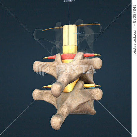 The spinal nerve is a mixed nerve that carries motor, sensory and autonomic signals between the spinal cord and the body The spinal nerve is a mixed nerve that carries motor, sensory and autonomic signals between the spinal cord and the body 98087843