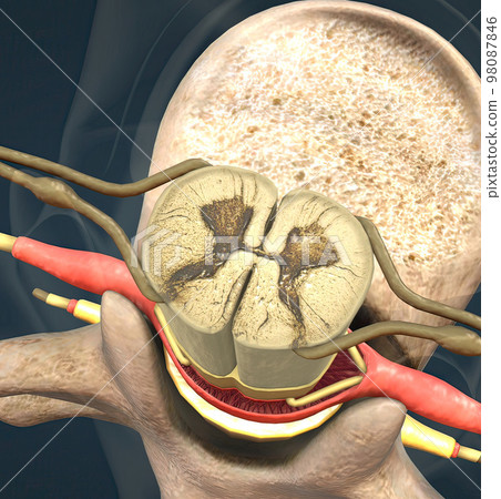 The spinal nerve is a mixed nerve that carries motor, sensory and autonomic signals between the spinal cord and the body The spinal nerve is a mixed nerve that carries motor, sensory and autonomic signals between the spinal cord and the body 98087846