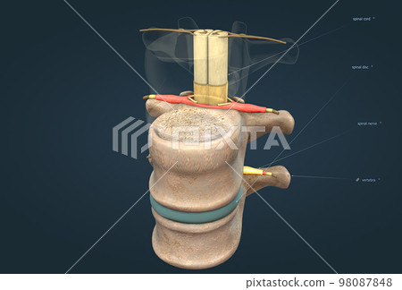 The spinal nerve is a mixed nerve that carries motor, sensory and autonomic signals between the spinal cord and the body 98087848