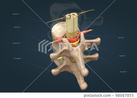 The spinal nerve is a mixed nerve that carries motor, sensory and autonomic signals between the spinal cord and the body The spinal nerve is a mixed nerve that carries motor, sensory and autonomic signals between the spinal cord and the body 98087855
