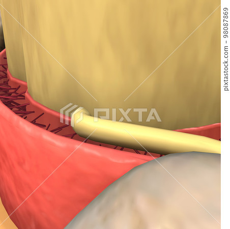 The spinal nerve is a mixed nerve that carries motor, sensory and autonomic signals between the spinal cord and the body 98087869