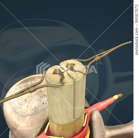 The spinal nerve is a mixed nerve that carries motor, sensory and autonomic signals between the spinal cord and the body The spinal nerve is a mixed nerve that carries motor, sensory and autonomic signals between the spinal cord and the body 98087873