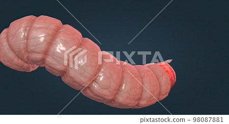 The human intestines function to absorb digestive products and have special structures to perform this function. The human intestines function to absorb digestive products and have special structures to perform this function. 98087881