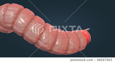 The human intestines function to absorb digestive products and have special structures to perform this function. 98087883