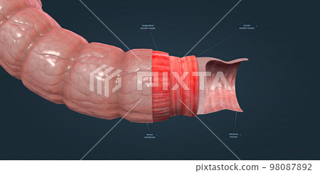 The human intestines function to absorb digestive products and have special structures to perform this function. The human intestines function to absorb digestive products and have special structures to perform this function. 98087892