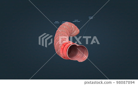 The human intestines function to absorb digestive products and have special structures to perform this function. The human intestines function to absorb digestive products and have special structures to perform this function. 98087894