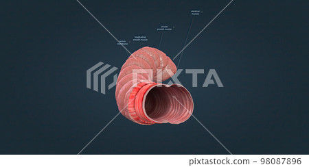The human intestines function to absorb digestive products and have special structures to perform this function. The human intestines function to absorb digestive products and have special structures to perform this function. 98087896