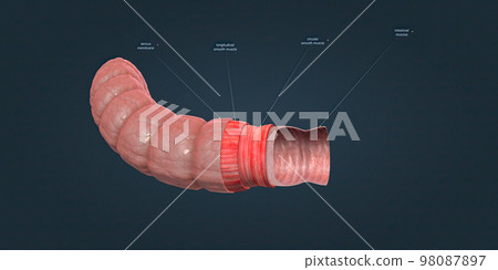 The human intestines function to absorb digestive products and have special structures to perform this function. The human intestines function to absorb digestive products and have special structures to perform this function. 98087897