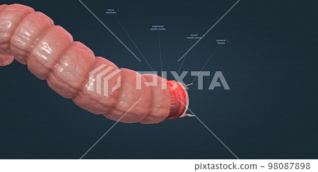 The human intestines function to absorb digestive products and have special structures to perform this function. 98087898