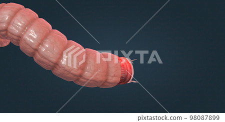 The human intestines function to absorb digestive products and have special structures to perform this function. The human intestines function to absorb digestive products and have special structures to perform this function. 98087899