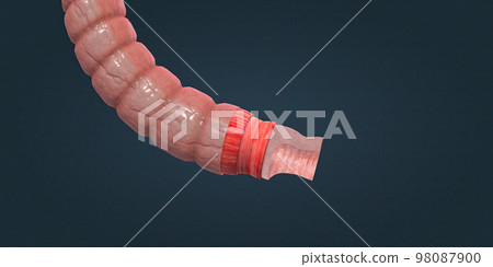 The human intestines function to absorb digestive products and have special structures to perform this function. The human intestines function to absorb digestive products and have special structures to perform this function. 98087900