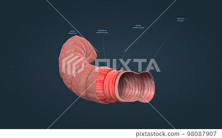 The human intestines function to absorb digestive products and have special structures to perform this function. The human intestines function to absorb digestive products and have special structures to perform this function. 98087907