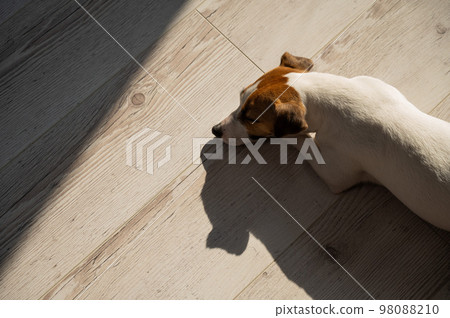 Dog jack russell terrier sleeping on the parquet floor. Dog jack russell terrier sleeping on the parquet floor. 98088210