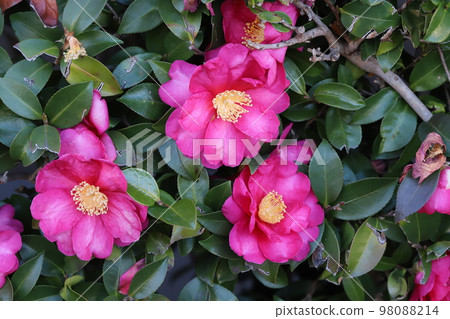 盛開在日本冬季花園中的紅色山茶花 98088214