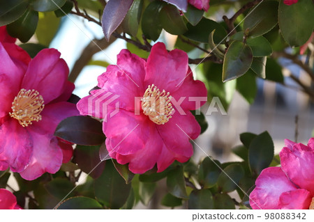 盛開在日本冬季花園中的紅色山茶花 盛開在日本冬季花園中的紅色山茶花 98088342