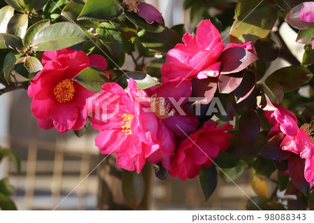 盛開在日本冬季花園中的紅色山茶花 盛開在日本冬季花園中的紅色山茶花 98088343