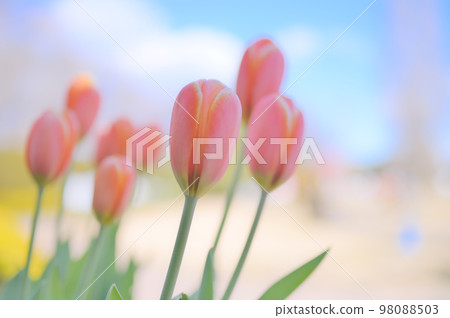 Pink tulips blooming in sunny weather Pink tulips blooming in sunny weather 98088503