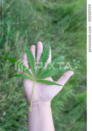 cannabis treatment concept cannabis treatment concept 98088504