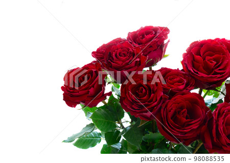 Crimson red rose flowers 98088535