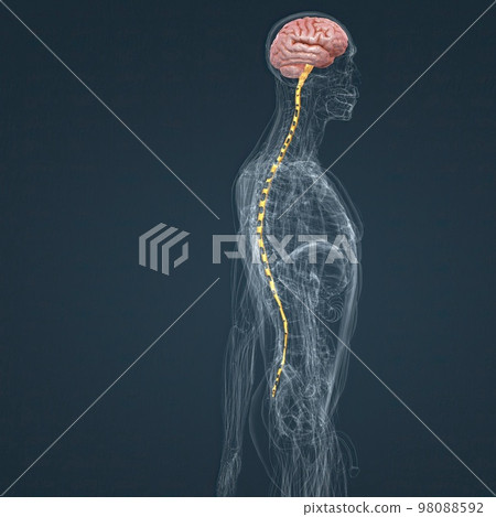Central Nervous System. Brain and spinal cord 98088592