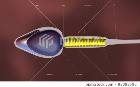 An overview of sperm anatomy An overview of sperm anatomy 98088596