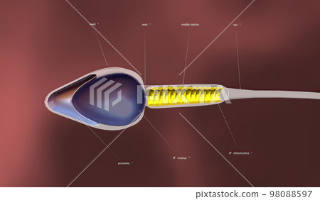 An overview of sperm anatomy An overview of sperm anatomy 98088597