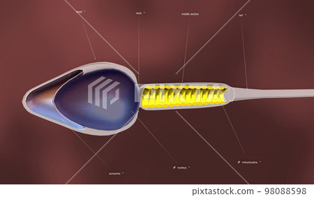 An overview of sperm anatomy An overview of sperm anatomy 98088598