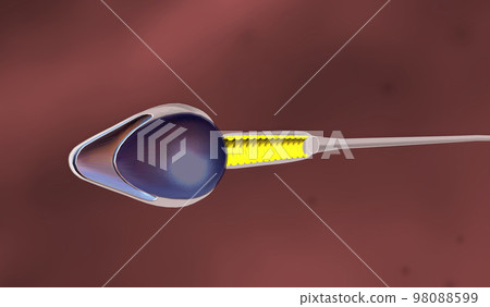 Sperm is a male reproductive cell Sperm is a male reproductive cell 98088599