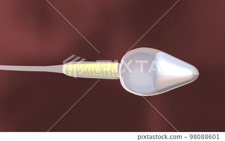 Sperm is a male reproductive cell Sperm is a male reproductive cell 98088601