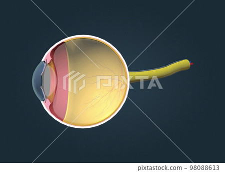 Structure of the Human Eye and anatomy of vision Structure of the Human Eye and anatomy of vision 98088613
