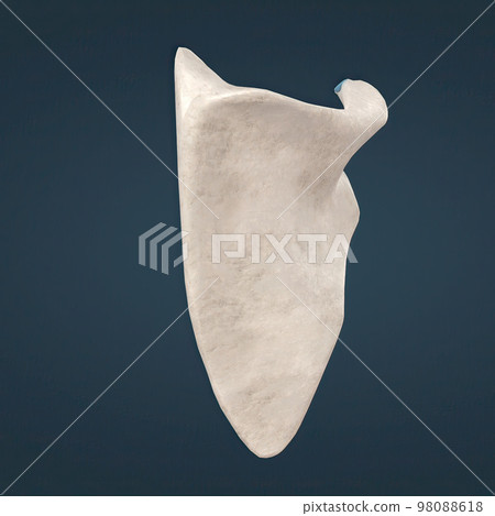 scapula, also called shoulder blade, either of two large bones of the shoulder girdle in vertebrates scapula, also called shoulder blade, either of two large bones of the shoulder girdle in vertebrates 98088618