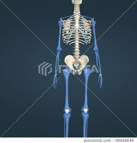 A long bone is a bone that has a shaft and 2 ends and is longer than it is wide. 98088646