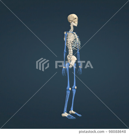 A long bone is a bone that has a shaft and 2 ends and is longer than it is wide. 98088648