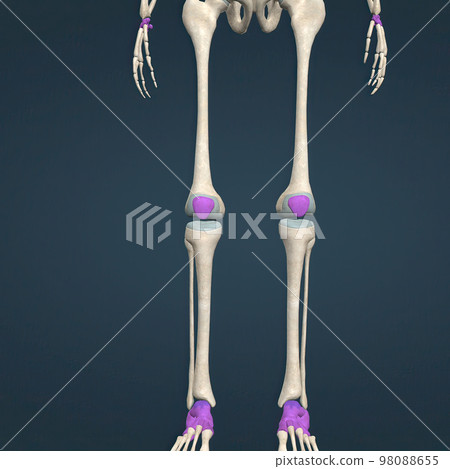 Joint area in Hand and Foot Bones 98088655