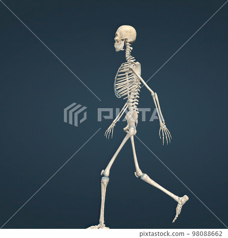 human skeleton, the internal skeleton that serves as a framework for the body. 98088662
