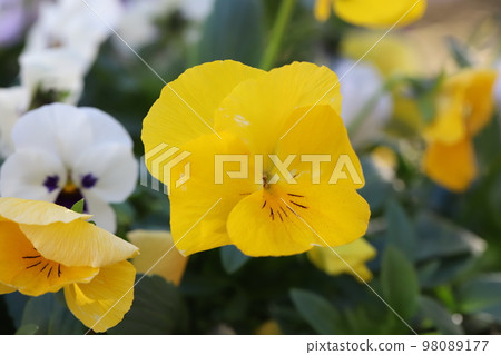 開花在日本冬天庭院裡的黃色和白色三色堇花 開花在日本冬天庭院裡的黃色和白色三色堇花 98089177