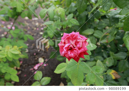 Arao City Ominous Citizen Flower Bed Rose Flower, Arao City Ominous Citizen Flower Bed Rose Flower, 98089199