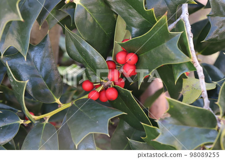 日本冬季花園裡盛開的冬青樹的紅色漿果和參差不齊的葉子 98089255