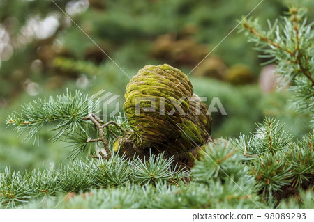 A cone of Himalayan cedar (Cedrus deodara) closeup A cone of Himalayan cedar (Cedrus deodara) closeup 98089293