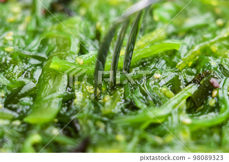 Japanese Wakame seaweed salad with fork. Macro shot 98089323