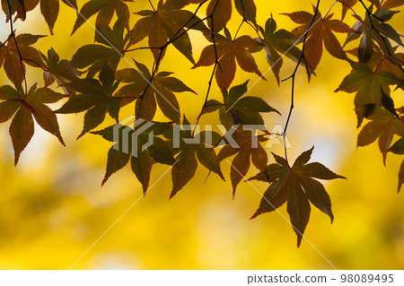 maple leaves 98089495