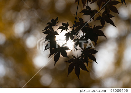 maple leaves 98089496