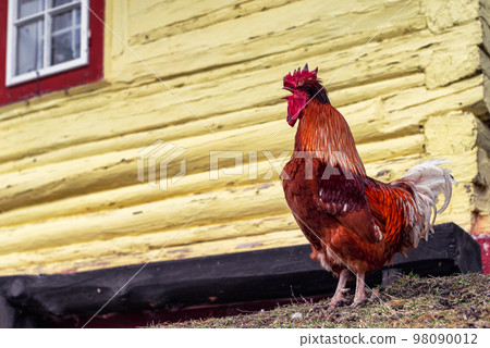 Singing rooster in front o rural house, 98090012